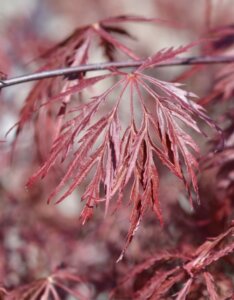 Acer palmatum Inaba-Shidare - Érable du Japon - Feuille