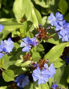 Ceratostigma-plumbaginoides-Dentelaire-de-Chine - Fleur