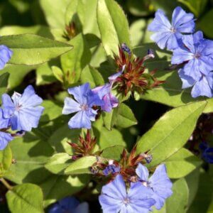 Ceratostigma-plumbaginoides-Dentelaire-de-Chine - Fleur