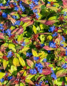 Ceratostigma plumbaginoides - Dentelaire de Chine - Vue d'ensemble