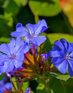 Ceratostigma plumbaginoides - Dentelaire de Chine - Fleur