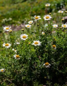 Chamaemelum nobile - Camomille romaine - Vue d'ensemble