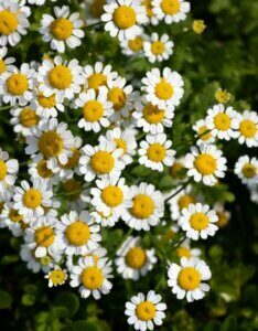 Chamaemelum nobile - Camomille romaine - Fleurs