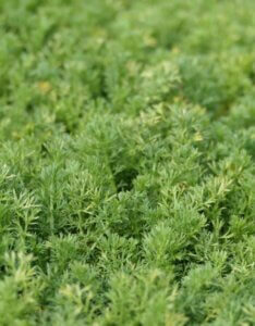 Chamaemelum nobile - Camomille romaine - Feuillage