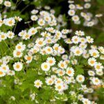 Chamaemelum nobile - Camomille romaine - Fleurs vue d'ensemble