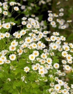 Chamaemelum nobile - Camomille romaine - Fleurs vue d'ensemble