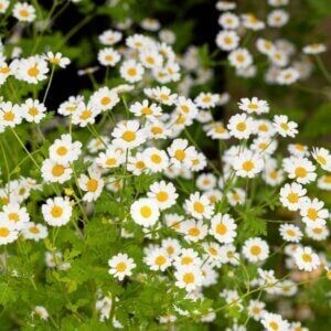 Chamaemelum nobile - Camomille romaine - Fleurs vue d'ensemble