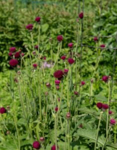 Cirsium rivulare 'Atropurpureum' - Cirse des rivières - Vue d'ensemble