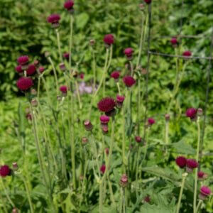 Cirsium rivulare 'Atropurpureum' - Cirse des rivières - Vue d'ensemble