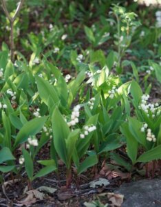 Convallaria majalis - muguet - Vue d'ensemble