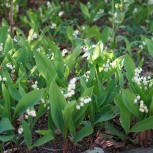 Convallaria majalis - muguet - Vue d'ensemble