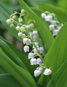 Convallaria majalis - muguet - Fleur