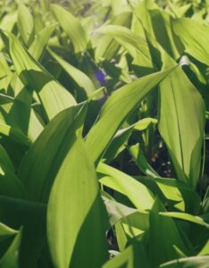 Convallaria majalis - muguet - Feuillage