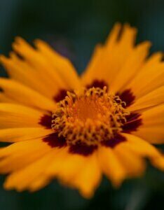 Coreopsis grandiflora 'Sonnenkind' - Coréopsis à grandes fleurs - Fleur en gros plan