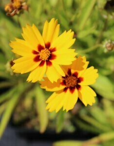 Coreopsis grandiflora 'Sonnenkind' - Coréopsis à grandes fleurs - Fleurs