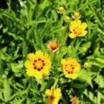 Coreopsis grandiflora 'Sonnenkind' - coréopsis à grandes fleurs - Vue d'ensemble