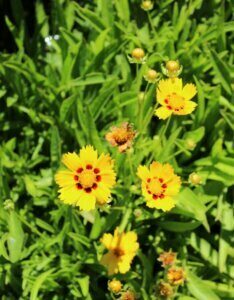 Coreopsis grandiflora 'Sonnenkind' - coréopsis à grandes fleurs - Vue d'ensemble