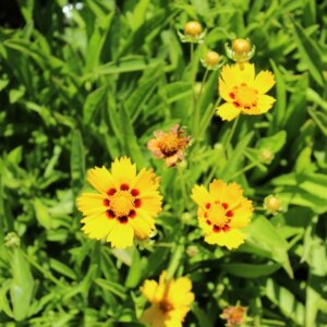 Coreopsis grandiflora 'Sonnenkind' - coréopsis à grandes fleurs - Vue d'ensemble