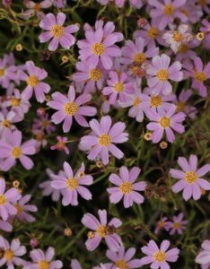 Coreopsis rosea 'American Dream' - coréopsis rose - Vue d'ensemble