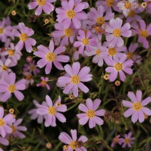 Coreopsis rosea 'American Dream' - coréopsis rose - Vue d'ensemble