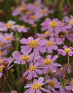 Coreopsis rosea 'American Dream' - coréopsis rose - Fleur