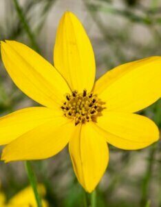 Coreopsis verticillata 'Zagreb' - Œil de jeune fille - Fleur