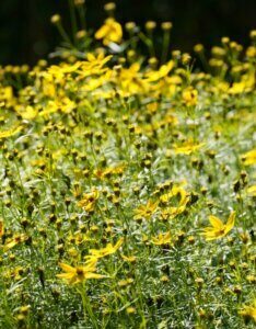 Coreopsis verticillata 'Zagreb' - Œil de jeune fille - Fleur et feuillage