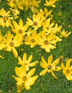 Coreopsis verticillata 'Zagreb' - Œil de jeune fille - Vue d'ensemble