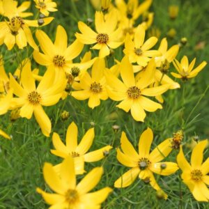 Coreopsis verticillata 'Zagreb' - Œil de jeune fille - Vue d'ensemble