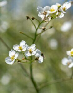Crambe cordifolia – Crambe à feuilles de cœur - Fleur