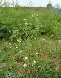 Crambe cordifolia – Crambe à feuilles de cœur - Jeune pousse