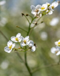 Crambe cordifolia – Crambe à feuilles de cœur - Fleur