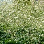 Crambe cordifolia – Crambe à feuilles de cœur - Vue d'ensemble
