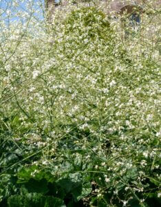 Crambe cordifolia – Crambe à feuilles de cœur - Vue d'ensemble