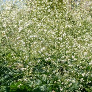 Crambe cordifolia – Crambe à feuilles de cœur - Vue d'ensemble