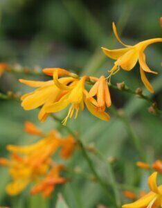 Crocosmia 'George Davidson' – Montbrétia - Fleur
