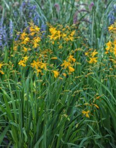 Crocosmia 'George Davidson' – Montbrétia - Vue d'ensemble