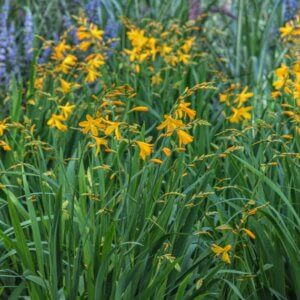 Crocosmia 'George Davidson' – Montbrétia - Vue d'ensemble
