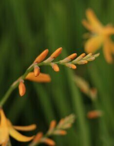 Crocosmia 'George Davidson' – Montbrétia - Bourgeon