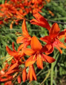 Crocosmia masoniorum – Montbrétia de Mason - Fleurs