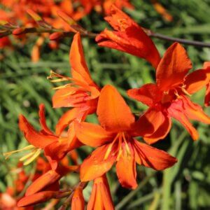 Crocosmia masoniorum – Montbrétia de Mason - Fleurs