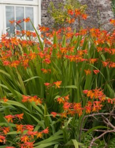 Crocosmia masoniorum – Montbrétia de Mason - Massif