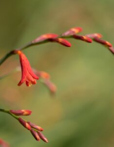 Crocosmia masoniorum – Montbrétia de Mason - Bourgeon