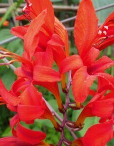 Crocosmia ‘Lucifer’ – Montbrétia ‘Lucifer’ - Fleur