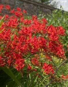 Crocosmia ‘Lucifer’ – Montbrétia ‘Lucifer’ - Vue d'ensemble