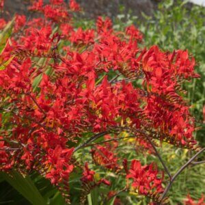 Crocosmia ‘Lucifer’ – Montbrétia ‘Lucifer’ - Vue d'ensemble