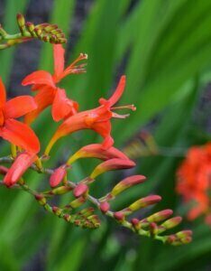 Crocosmia ‘Lucifer’ – Montbrétia ‘Lucifer’ - Fleur et bourgeon