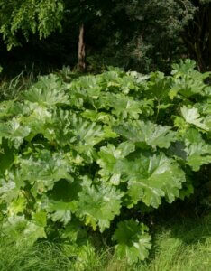 Darmera peltata – Plante à monnaie du pauvre - Feuillage