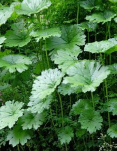 Darmera peltata – Darméra pelté - Feuillage