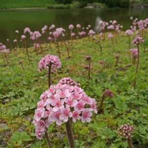 Darmera peltata – Plante à monnaie du pauvre - Vue d'ensemble